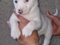 Sibirya kurdu Husky