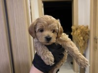 Köpeğimizi Sahiplenecek yuva arıyoruz