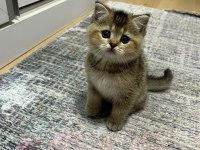 Orjinal british shorthair