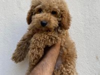 Poodle Yavrularımız Aşılı Karneli Teslime hazır