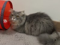 Maine coon oğlum acil yuva arıyor