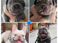 BLUE MAVİ GÖZ DİŞİ - ERKEK FRENCH BULLDOG YAVRULARIMIZ İZMİR