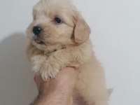 Maltipoo bebekler teslime hazır