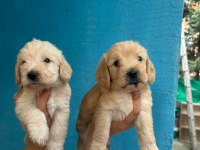 1 aylık Maltipoo yavrularımız