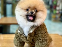Teddy bear pomeranian boo yakışıklı