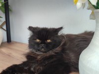 Cinnamon erkek british longhair