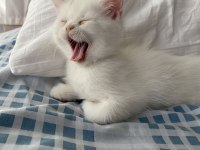 2 aylık british longhair erkek