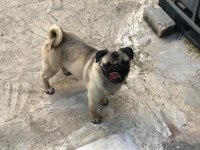 (Uygun) Yakışıklı pug oğlan ODİN