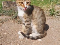 Yavru Tekir Sokak Kedisi