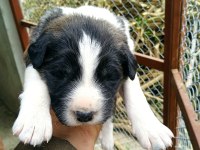 A kalite kangal beslemek isteyenler buyursun