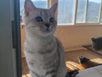 British Shorthair Kedisi