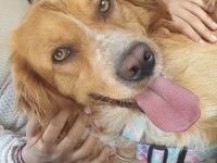 Altın Gönüllü Köpeğimiz Oğlumuz Chucky İçin Ömürlük Yuva