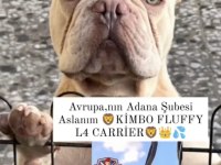 Aslan parçası kimbo fluffy L4 carrier