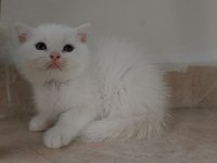 British Shorthair ve Scottish Fold Yavrular