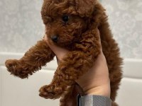 Orijinal Toy Poodle Yavrularımız