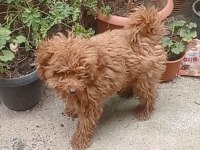 İzmir den Yavru Toy Poodle
