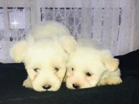 Maltese terrier dişi bebişler