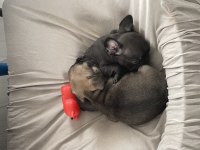 Siyah ve kahverengi 1 buçuk aylık french bulldog