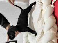 Dev anneden Devasa şecereli cane corso yavrular