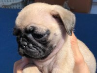ÜST KALİTE PUG YAVRULARIMIZ