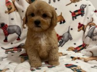F2 MALTİPOO YAVRULARI