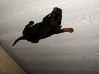 3 aylık dişi rrottweiler yavrumuz