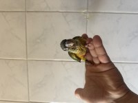 EL BESLEME KONUR PAPAĞANI