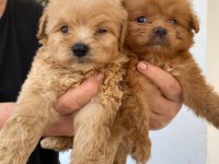 Teacup Maltipoo Yavrular