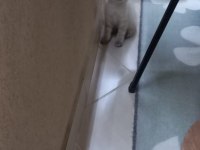 Scottish Fold Kedisi
