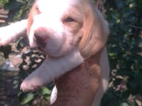 Birbirinden tatlı beagle yavruları