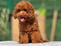 Toy poodle 4.5 aylık