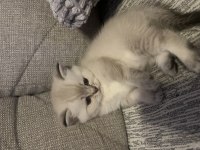 Son 1 Dişi British Shorthair