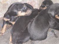 25 günlük doberman köpekleri