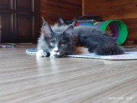 Dernek kayıtları yapılmış safkan şecereli maine coon