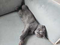 Siyah gri golden british shorthair yavrularımız