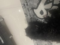 Maltipoo Kızım Lina (ücretsiz kedi maması karşılığında)