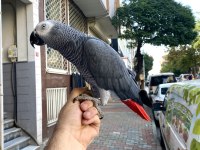 200 Kelime Konuşan Zeki Jako Papağanı