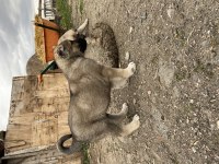 Mükemmel anatomi Kangal yavrular