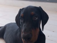 King doberman Dişi
