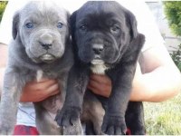 Irkının en iyisi cane corso yavrular kapıda ödeme mevcut
