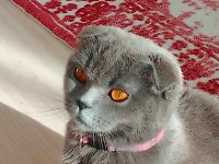 Dişi kedimize çiftleştirmek için acil baba arıyoruz