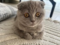 Scottish fold 1 yaşında