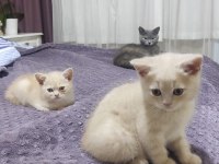 2 ADET ERKEK BRİTİSH SHORTHAİR