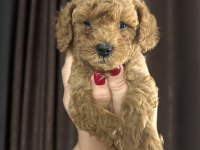Toy poodle yavru köpekler