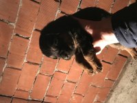 Rottweiler yavruları secereli
