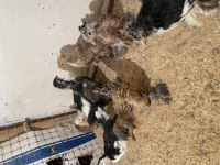 45 günlük yavru ispençler