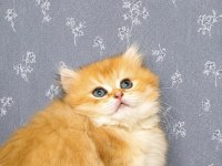 Full Şecereli British Longhair Bebeğimiz