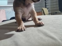 Yavru chihuahua köpeklerinin sahiplendirmek