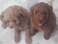 Muhteşem toy poodle yavrularımız İstanbul