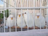 Albino Ve Lacewing Özel Mutasyon Yerli Muhabbet Kuşlar
